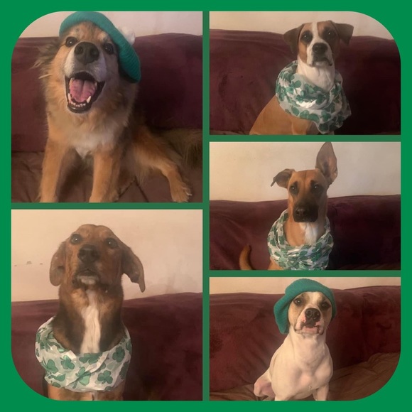 Meet your Posher, Rachel - Picture 3 of 8